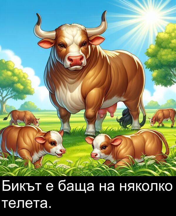 баща: Бикът е баща на няколко телета.