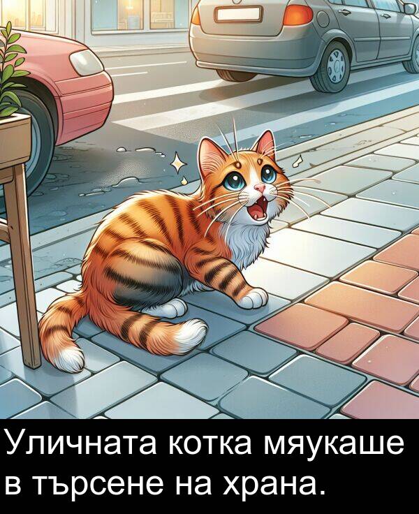 търсене: Уличната котка мяукаше в търсене на храна.