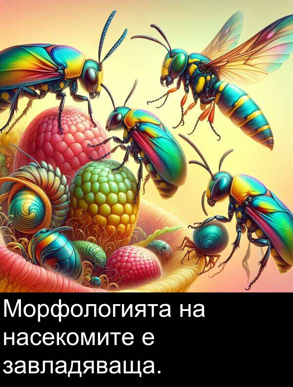 насекомите: Морфологията на насекомите е завладяваща.
