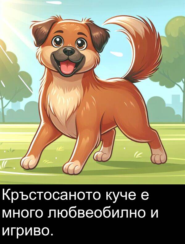 игриво: Кръстосаното куче е много любвеобилно и игриво.