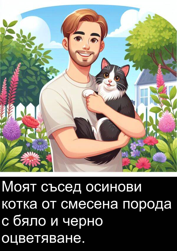 черно: Моят съсед осинови котка от смесена порода с бяло и черно оцветяване.