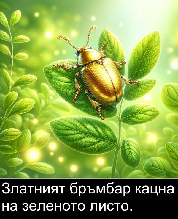 зеленото: Златният бръмбар кацна на зеленото листо.