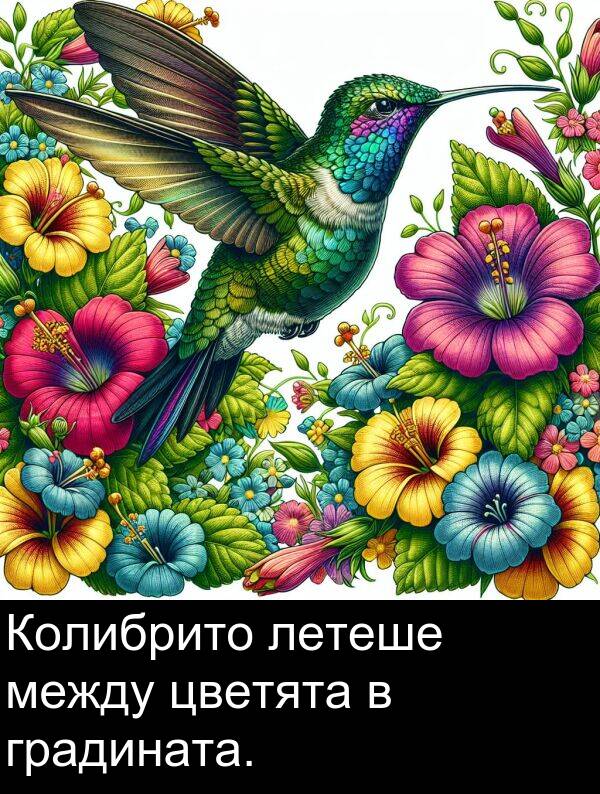 летеше: Колибрито летеше между цветята в градината.
