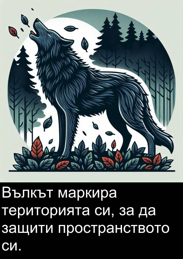 маркира: Вълкът маркира територията си, за да защити пространството си.