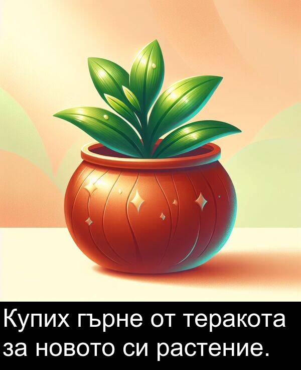 растение: Купих гърне от теракота за новото си растение.