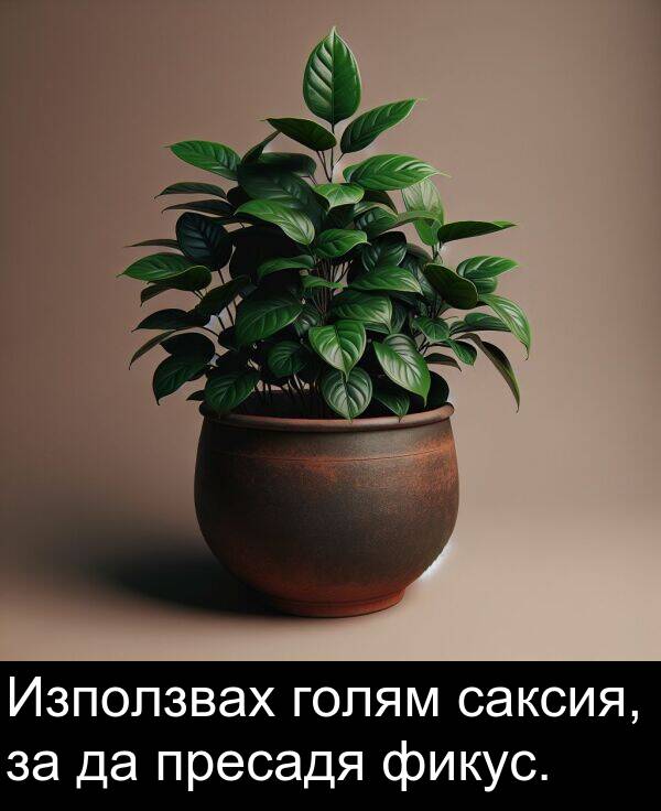 фикус: Използвах голям саксия, за да пресадя фикус.