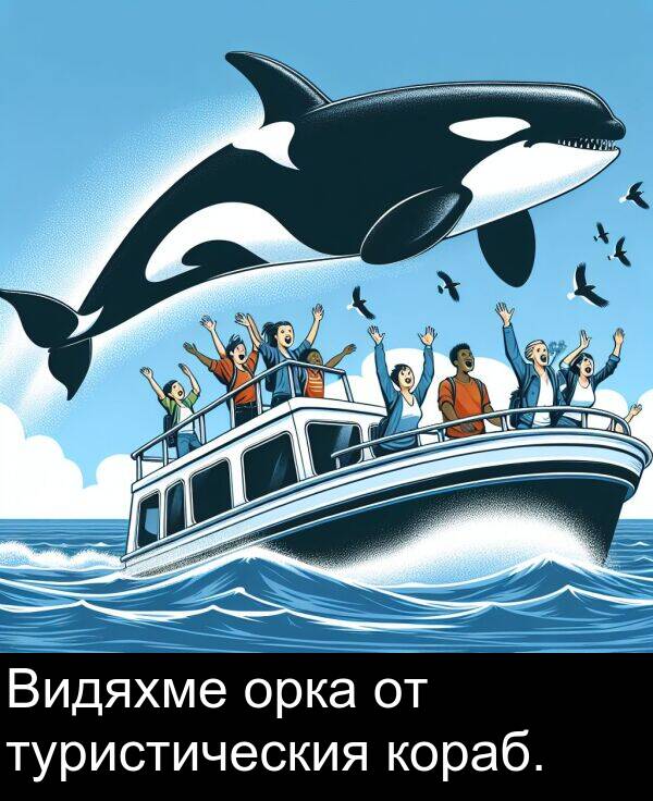 орка: Видяхме орка от туристическия кораб.