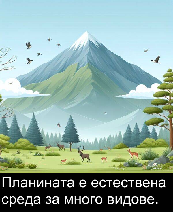 среда: Планината е естествена среда за много видове.