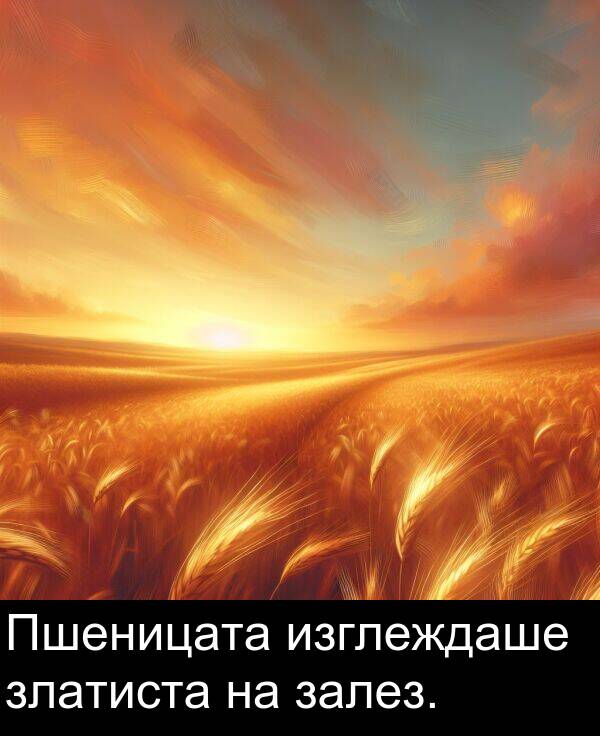 изглеждаше: Пшеницата изглеждаше златиста на залез.
