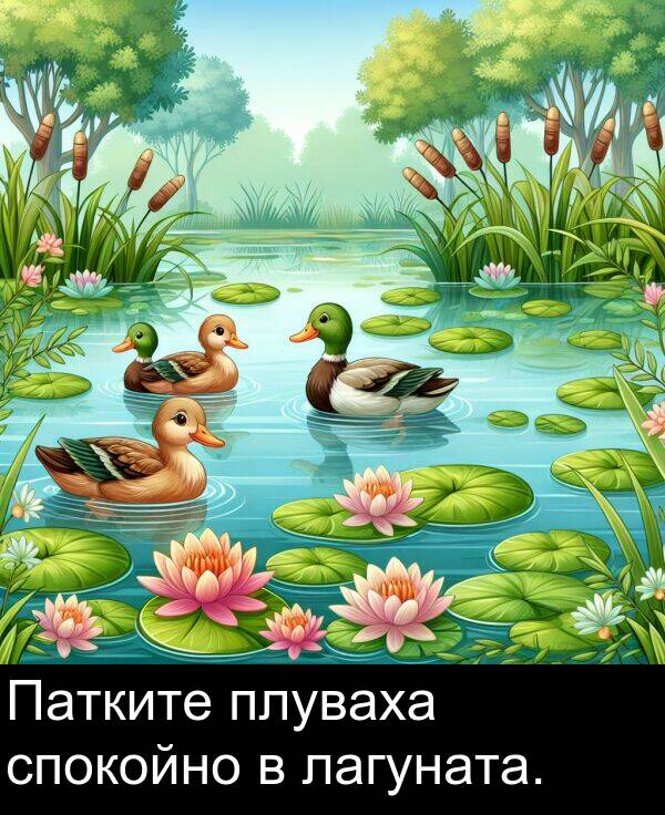 лагуната: Патките плуваха спокойно в лагуната.