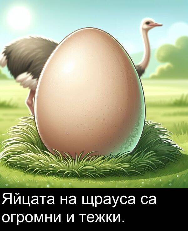 огромни: Яйцата на щрауса са огромни и тежки.