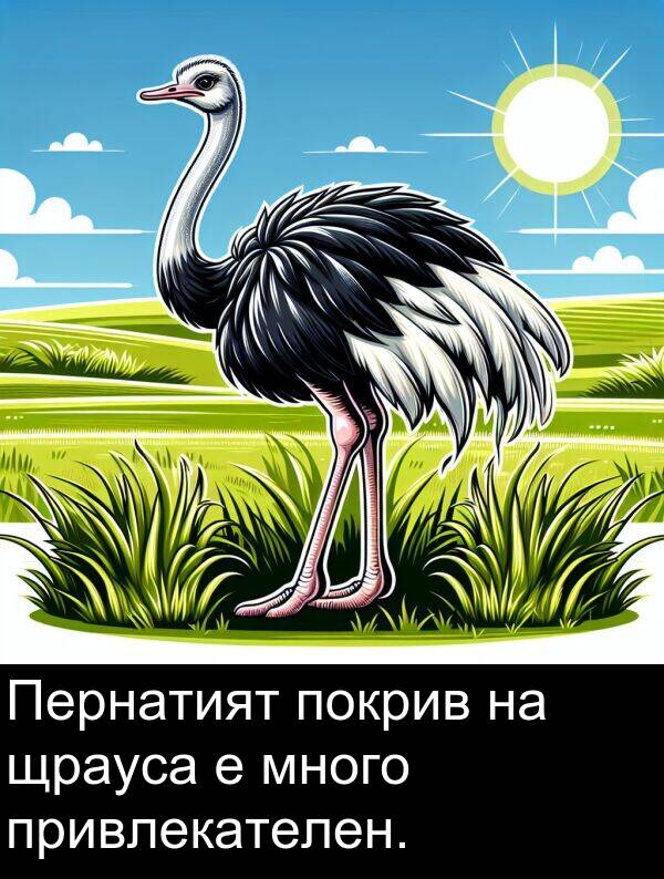 покрив: Пернатият покрив на щрауса е много привлекателен.