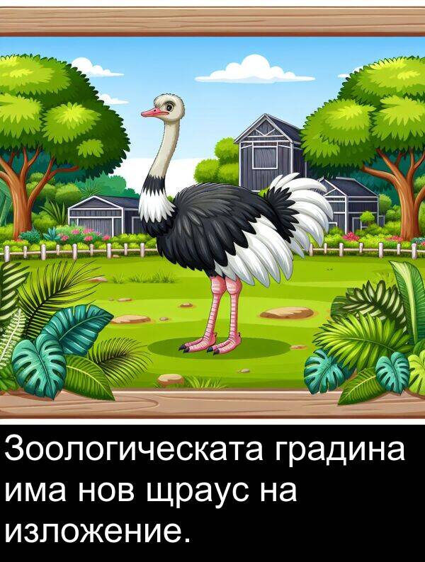 изложение: Зоологическата градина има нов щраус на изложение.