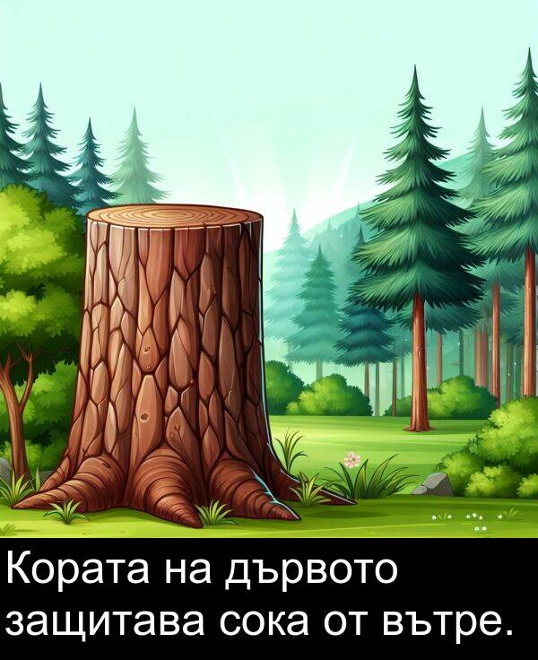 дървото: Кората на дървото защитава сока от вътре.