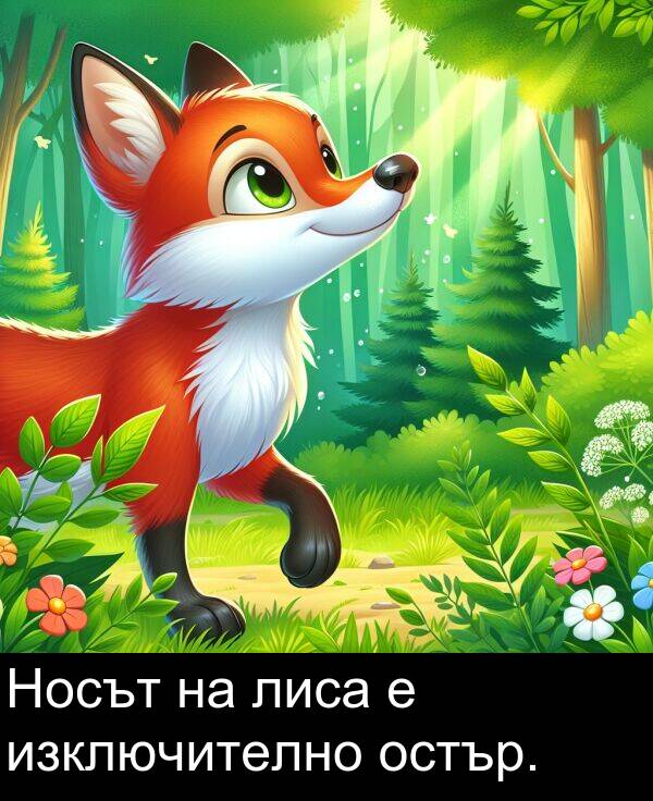 остър: Носът на лиса е изключително остър.
