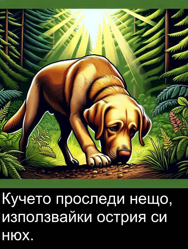 проследи: Кучето проследи нещо, използвайки острия си нюх.