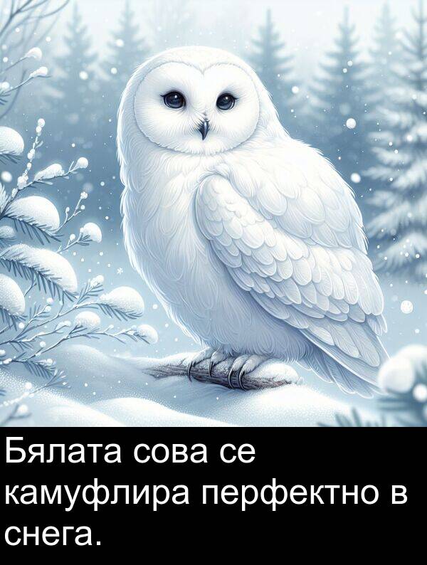 камуфлира: Бялата сова се камуфлира перфектно в снега.