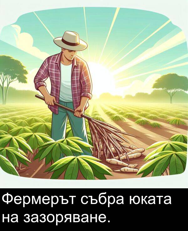 зазоряване: Фермерът събра юката на зазоряване.