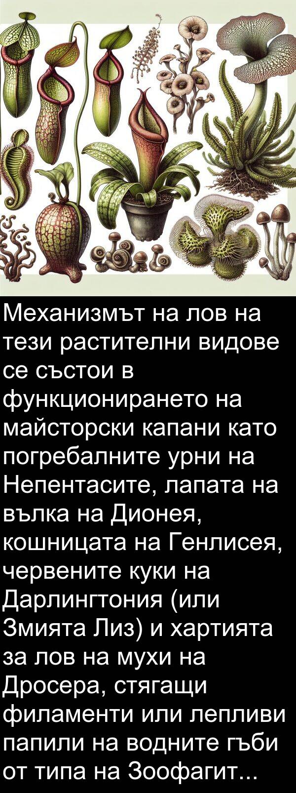 червените: Механизмът на лов на тези растителни видове се състои в функционирането на майсторски капани като погребалните урни на Непентасите, лапата на вълка на Дионея, кошницата на Генлисея, червените куки на Дарлингтония (или Змията Лиз) и хартията за лов на мухи на Дросера, стягащи филаменти или лепливи папили на водните гъби от типа на Зоофагите.