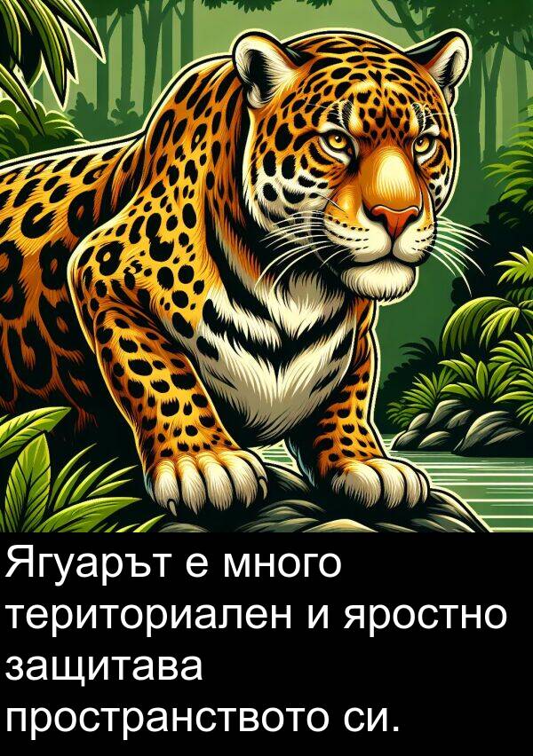 яростно: Ягуарът е много териториален и яростно защитава пространството си.