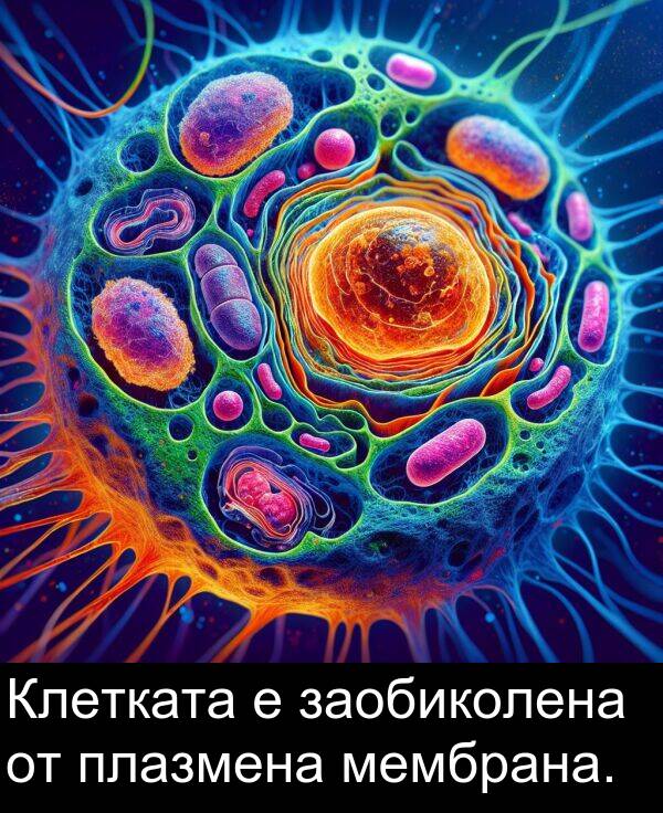 мембрана: Клетката е заобиколена от плазмена мембрана.