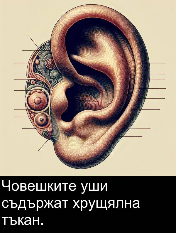 уши: Човешките уши съдържат хрущялна тъкан.