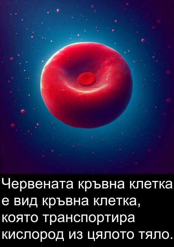 транспортира: Червената кръвна клетка е вид кръвна клетка, която транспортира кислород из цялото тяло.