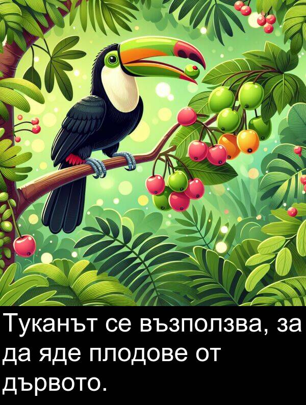 яде: Туканът се възползва, за да яде плодове от дървото.