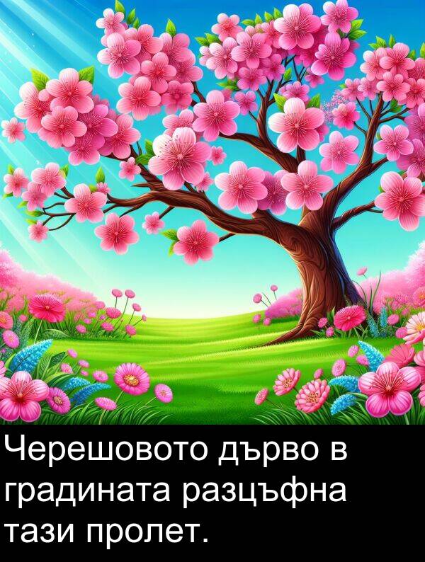дърво: Черешовото дърво в градината разцъфна тази пролет.