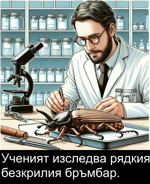 безкрилия: Ученият изследва рядкия безкрилия бръмбар.