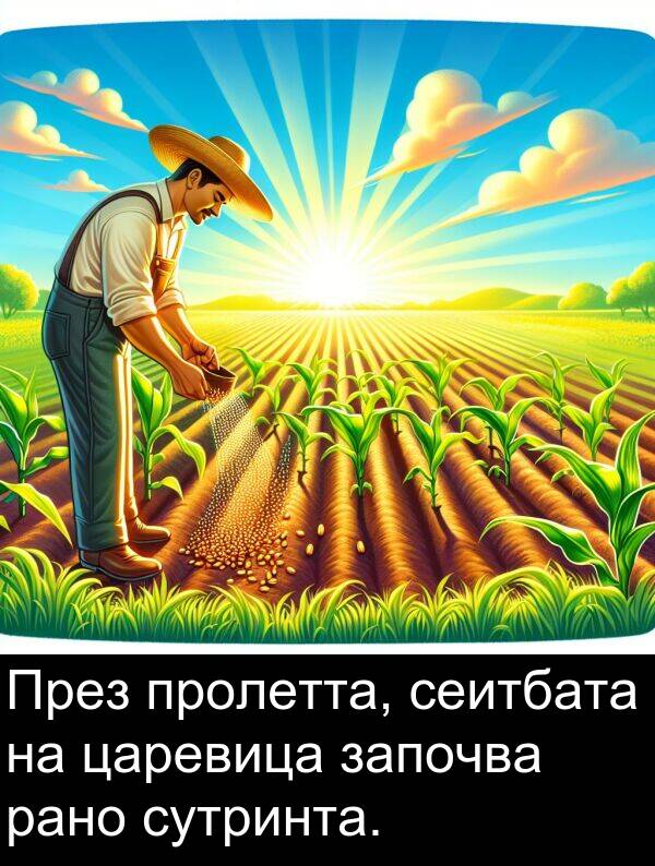 царевица: През пролетта, сеитбата на царевица започва рано сутринта.