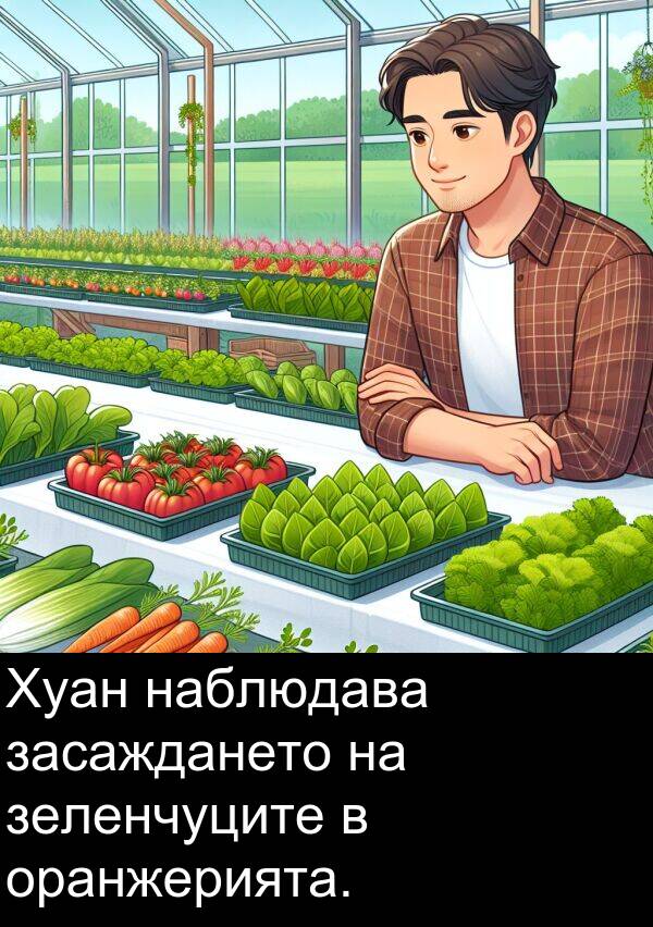 наблюдава: Хуан наблюдава засаждането на зеленчуците в оранжерията.