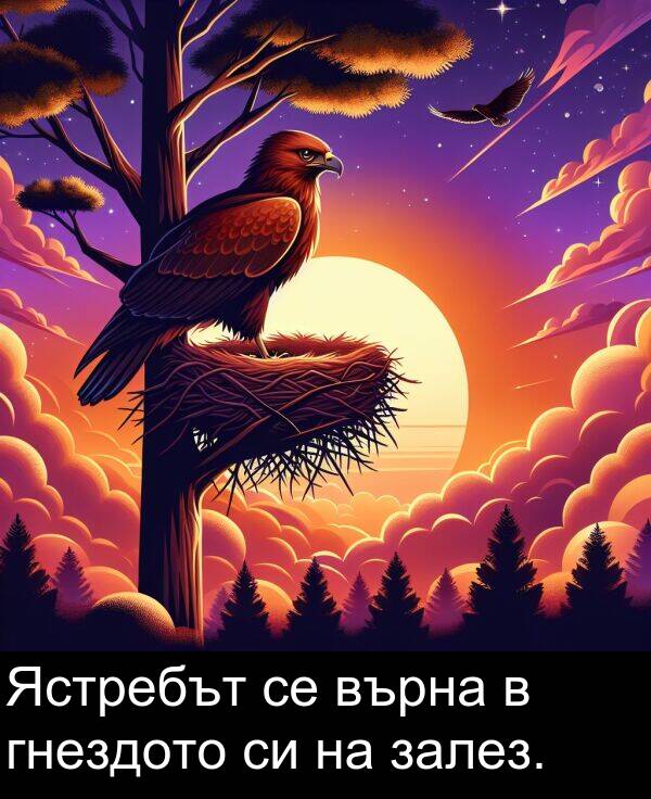 залез: Ястребът се върна в гнездото си на залез.