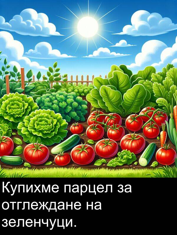 зеленчуци: Купихме парцел за отглеждане на зеленчуци.