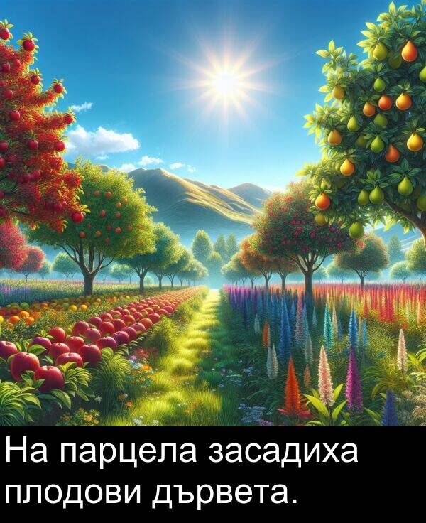 засадиха: На парцела засадиха плодови дървета.