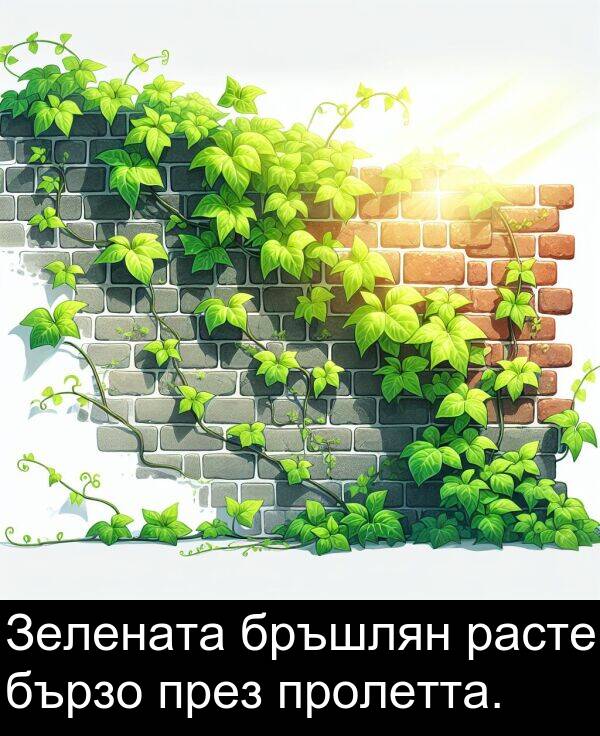 пролетта: Зелената бръшлян расте бързо през пролетта.