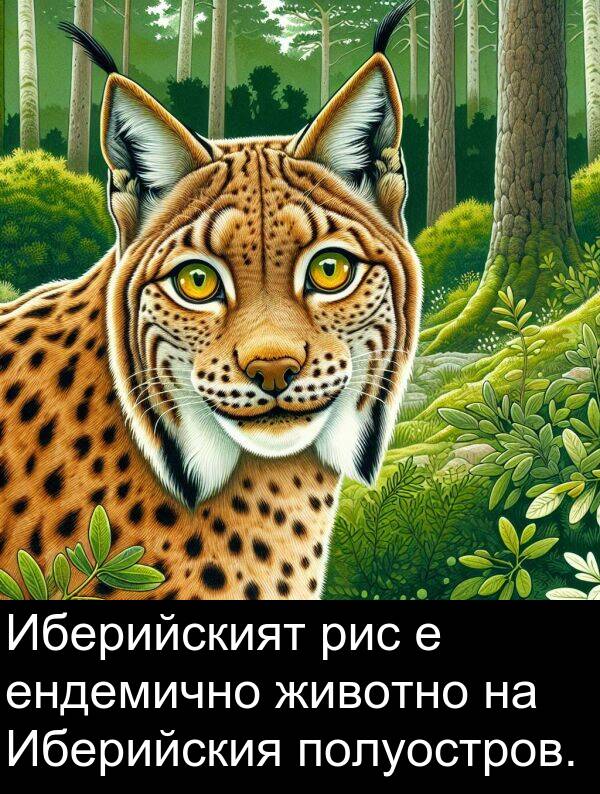 ендемично: Иберийският рис е ендемично животно на Иберийския полуостров.