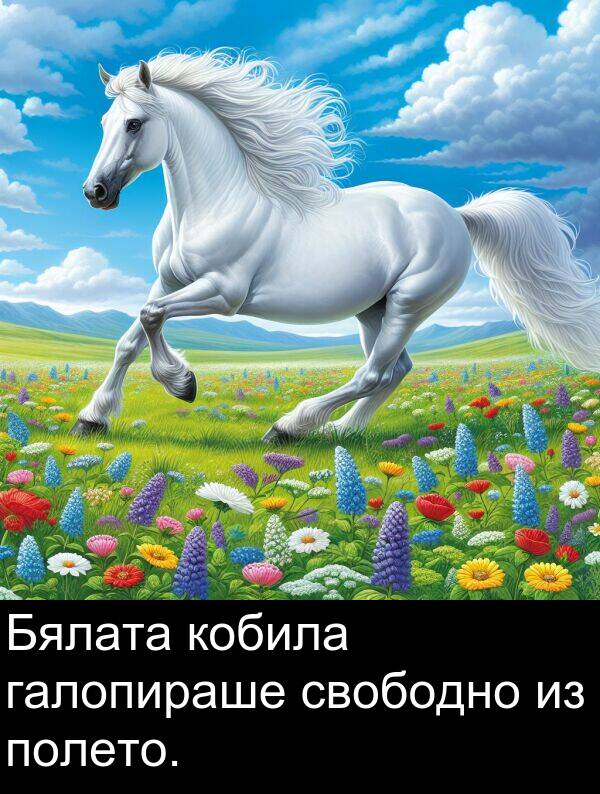 свободно: Бялата кобила галопираше свободно из полето.