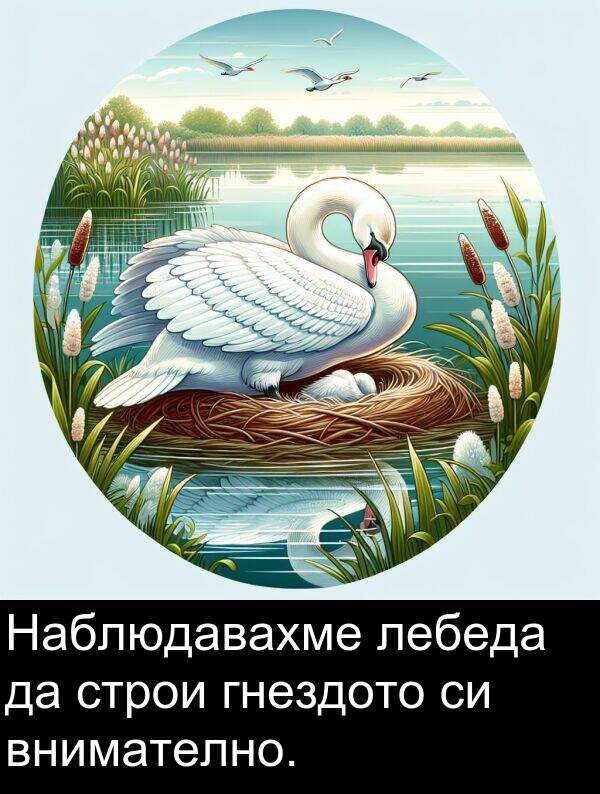 лебеда: Наблюдавахме лебеда да строи гнездото си внимателно.