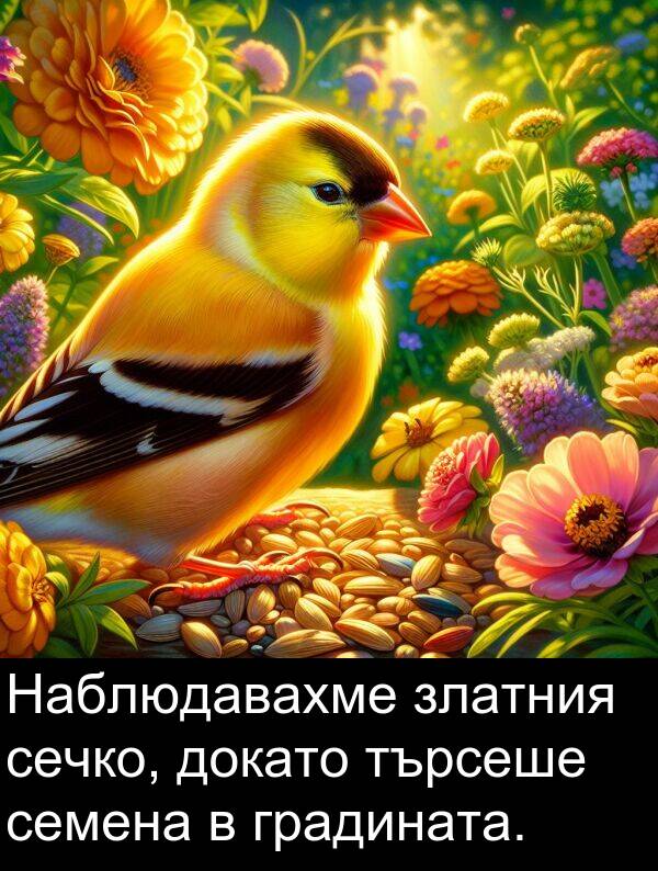 търсеше: Наблюдавахме златния сечко, докато търсеше семена в градината.