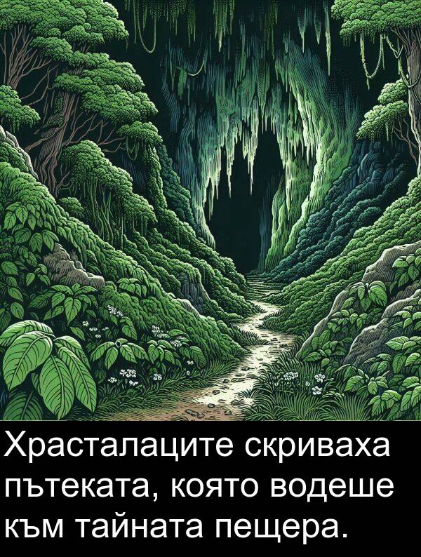 пътеката: Храсталаците скриваха пътеката, която водеше към тайната пещера.