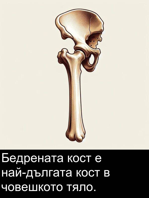 човешкото: Бедрената кост е най-дългата кост в човешкото тяло.