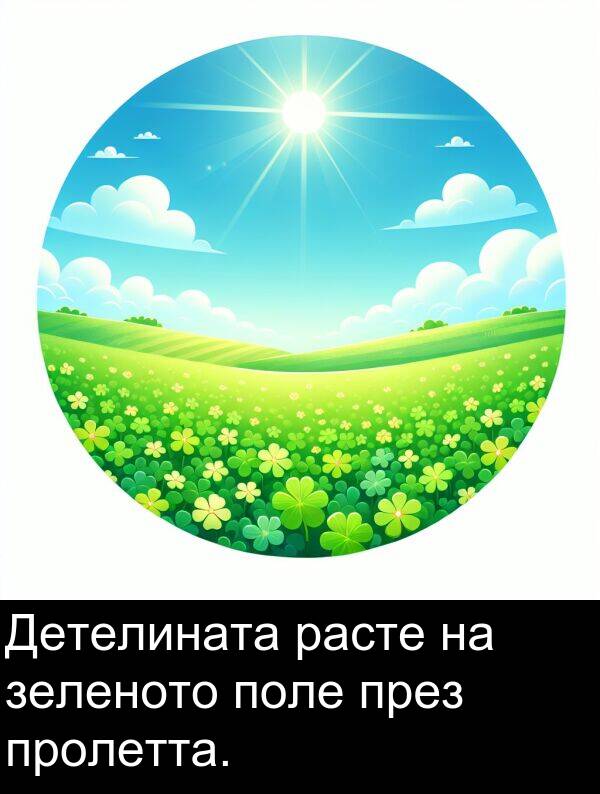 пролетта: Детелината расте на зеленото поле през пролетта.
