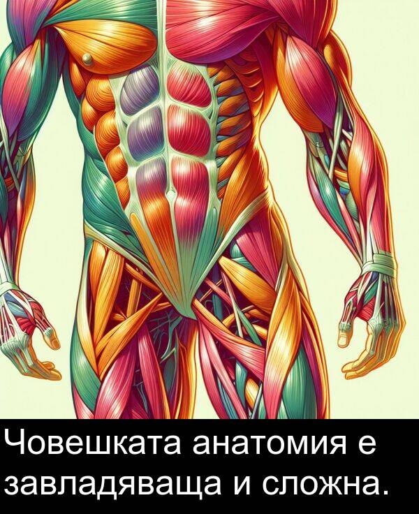 сложна: Човешката анатомия е завладяваща и сложна.