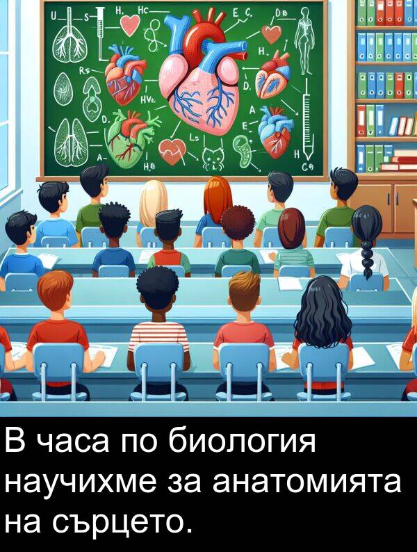 сърцето: В часа по биология научихме за анатомията на сърцето.