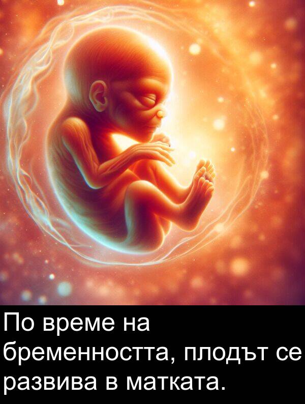 развива: По време на бременността, плодът се развива в матката.