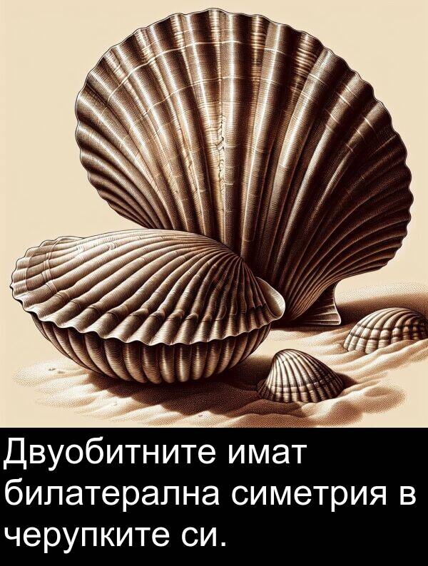 имат: Двуобитните имат билатерална симетрия в черупките си.