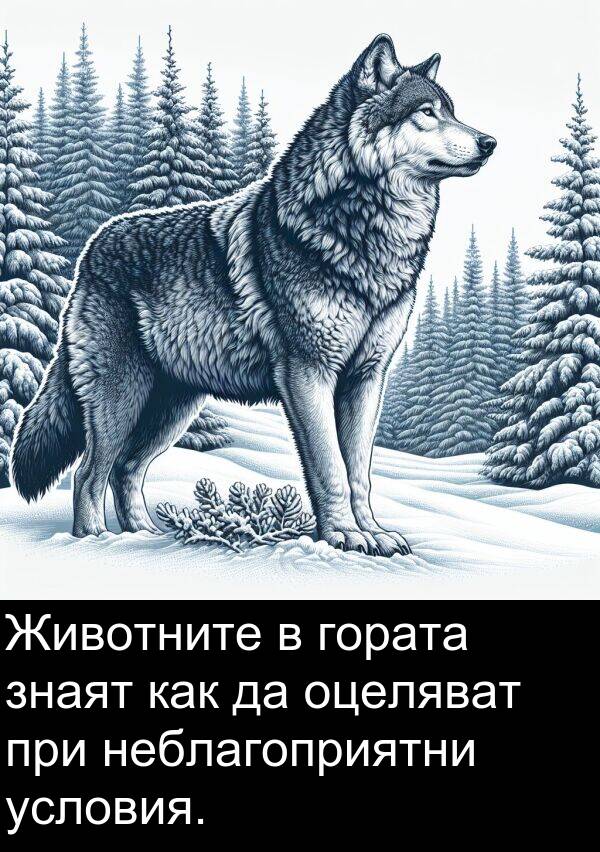знаят: Животните в гората знаят как да оцеляват при неблагоприятни условия.