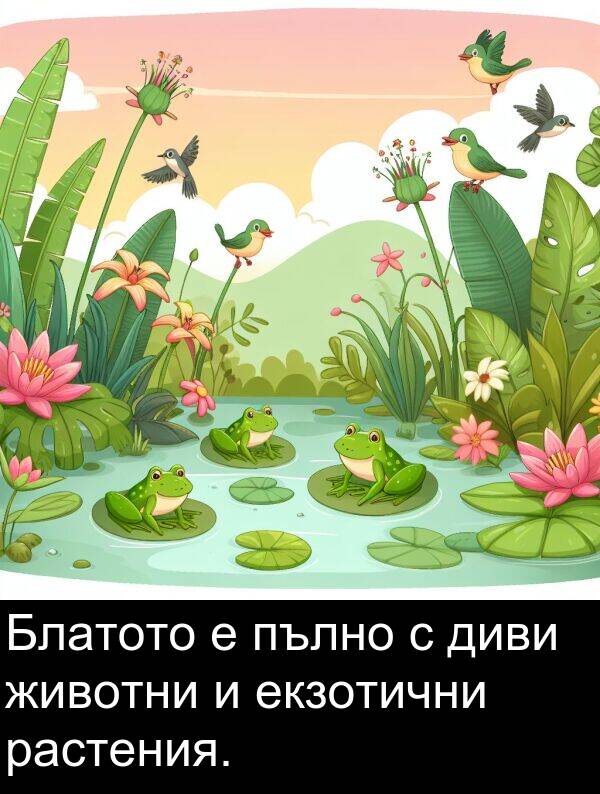 екзотични: Блатото е пълно с диви животни и екзотични растения.