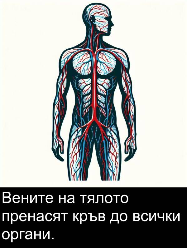 органи: Вените на тялото пренасят кръв до всички органи.